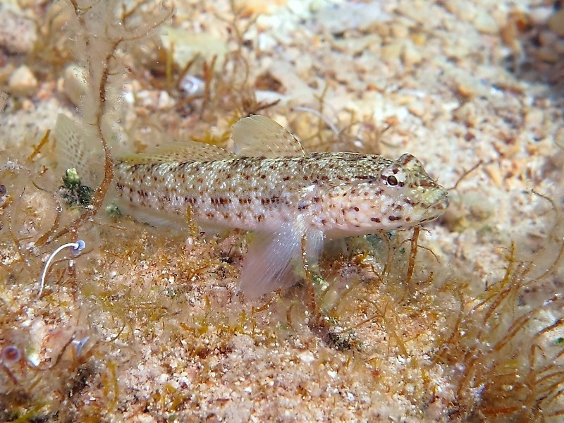 Gobius incognitus (M. Kovacic and R. anda, 2016) vs. Gobius bucchichi (Steindachner,1870)